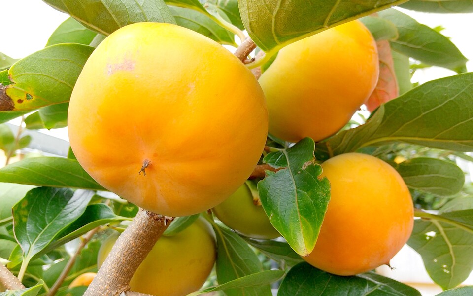 柿の保存方法は常温？日持ちさせるコツや早めに食べた方が良い柿のサイン産直プライムブログJA連携！産地直送通販なら産直プライム