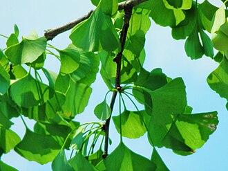 銀杏の葉が本のしおりに最適な理由 – ニッポン放送 NEWS ONLINE