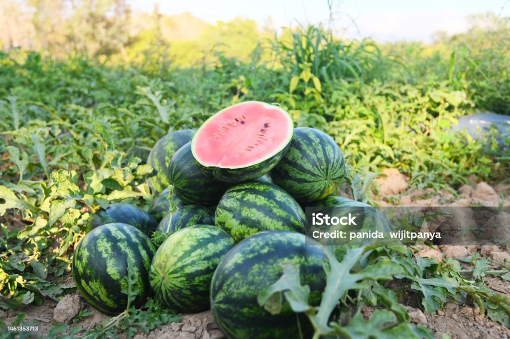 スイカ畑を早朝散歩「散歩で見かけた植物」のアルバム-みんなの趣味の園芸465443