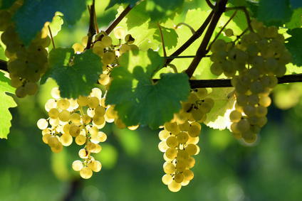 白ワイン葡萄 シャルドネ 写真素材5704622- フォトライブラリ