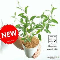 楽天市場 ロシアンオリーブ ヤナギバグミ グミの通販