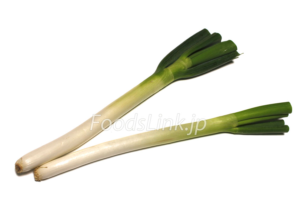 ネギの歴史と種類 日本のネギの特徴や人気の地方品種を解説!田中農場日誌鳥取県八頭町でおいしいお米と野菜を育てる農場スタッフブログ