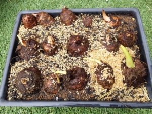 発泡スチロール＆もみ殻を使ってショウガと里芋の芽出しにチャレンジ！いつもウキウキ