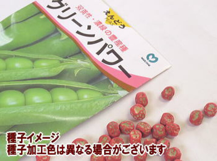 スナップエンドウの育て方支柱の立て方や摘心などプランター栽培のコツを解説コーナンTips