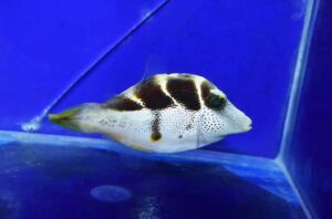 珍スズメ チョコレートディップクロミス ツートンドクロノーミス約5.5cm 10時までのご注文で当日出荷可能 : G3 AQUA LABヤフーショップ - 通販 - Yahoo!ショッピング