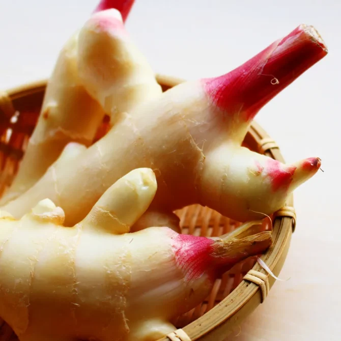 2025年最新 新生姜の出回り時期はいつ？高知・和歌山・北海道の旬と買いどき完全ガイドサザエの食卓ジャーナルサザエ食品株式会社