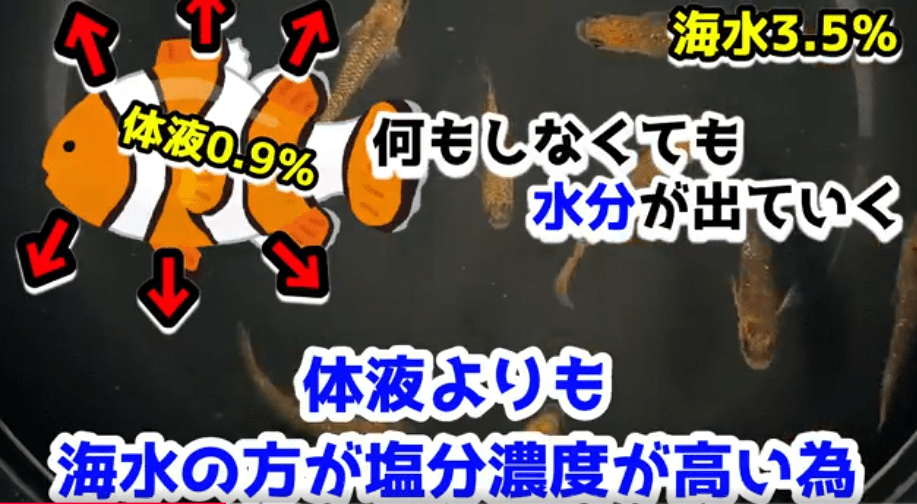 海水魚・サンゴの飼育入門立ち上げ・水質管理・機材・混泳のコツmayakkitaDIY・水槽・釣り・食 マヤキータあれもこれも