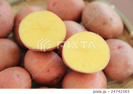 ジャガイモ アンデス赤 タネイモ 1kg1組