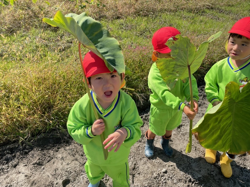 里芋の葉の写真素材写真素材なら「写真AC」無料 フリー ダウンロードOK