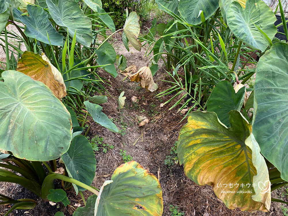 里芋の葉と露 : 星といのちのうた