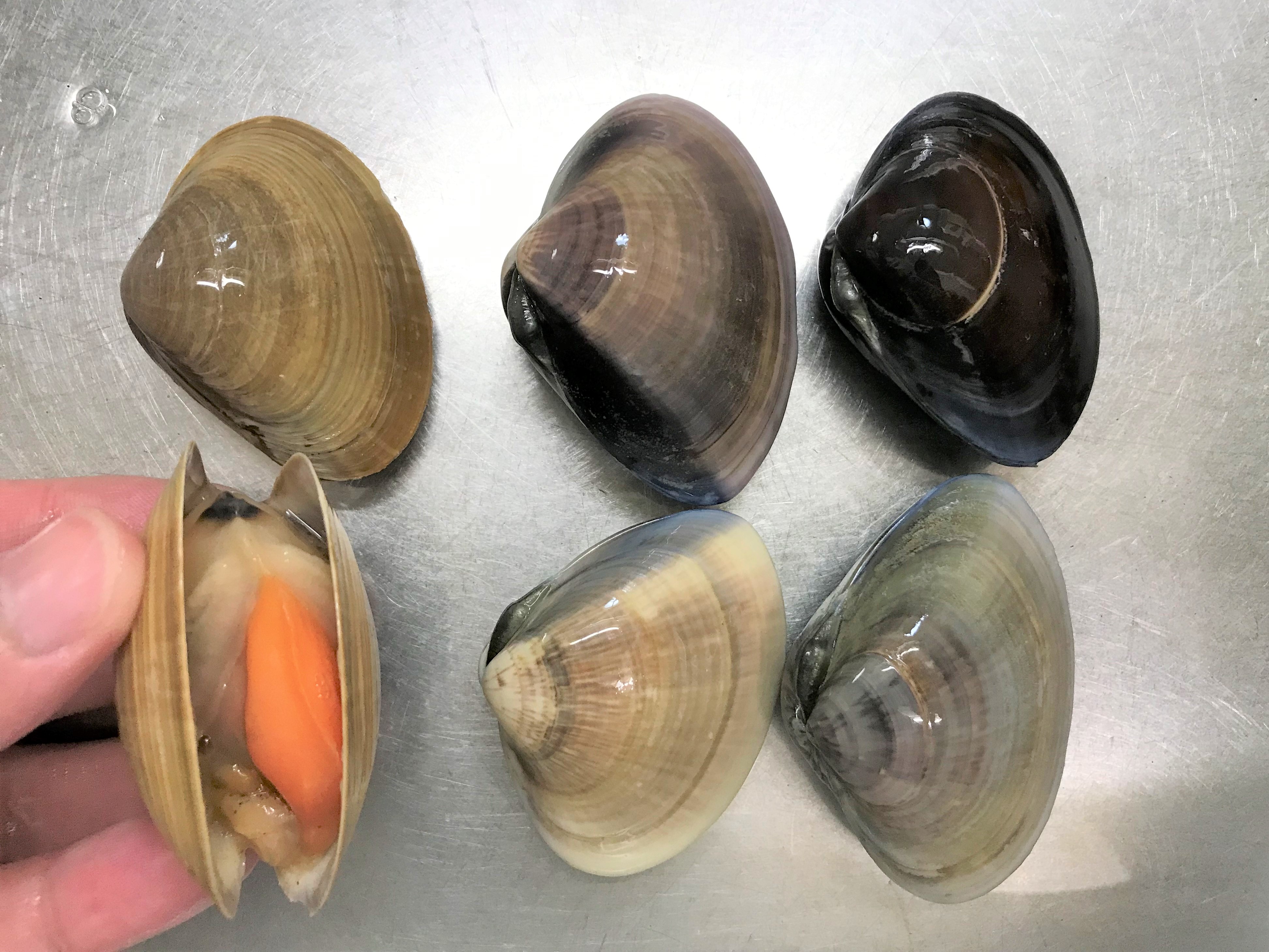 超簡単!ペットボトルであさりの砂抜き