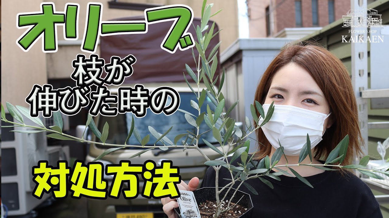 オリーブはシンボルツリー に最適！おすすめの種類やお手入れ方法まで紹介 – 東京寿園
