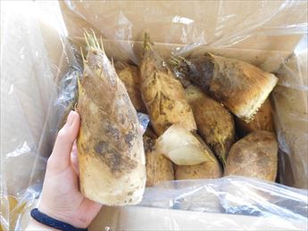 板前レシピ 筍 たけのこ刺身 作り方 - ちっぴぃクッキング