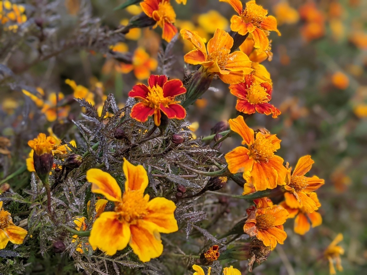 有機種子 固定種 カレンジュラ オレンジ 2dl 種 ハーブ エディブルフラワー 食用花 種子 オーガニック グリーンフィールドプロジェクト追跡可能メール便選択可 大袋・お取り寄せGAIAネット園芸用種子 ハーブの種オーガニック＆無添加の総合通販GAIAネット ガイア