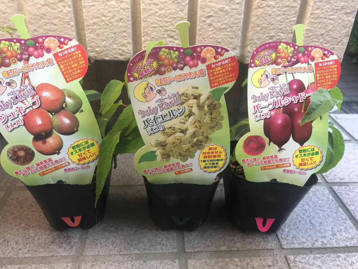 たくさんの栄養素が含まれるキウイフルーツの育て方とは？GardenStoryガーデンストーリー