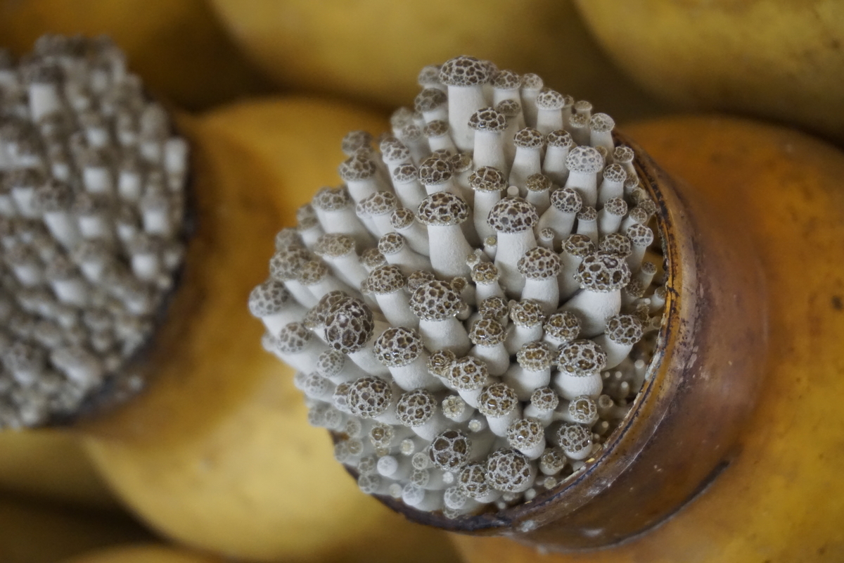 捨てるとこ、これだけ！？」シメジの石づきを取る方法が話題 「ずっと、もったいないなと思ってた」まいどなニュース