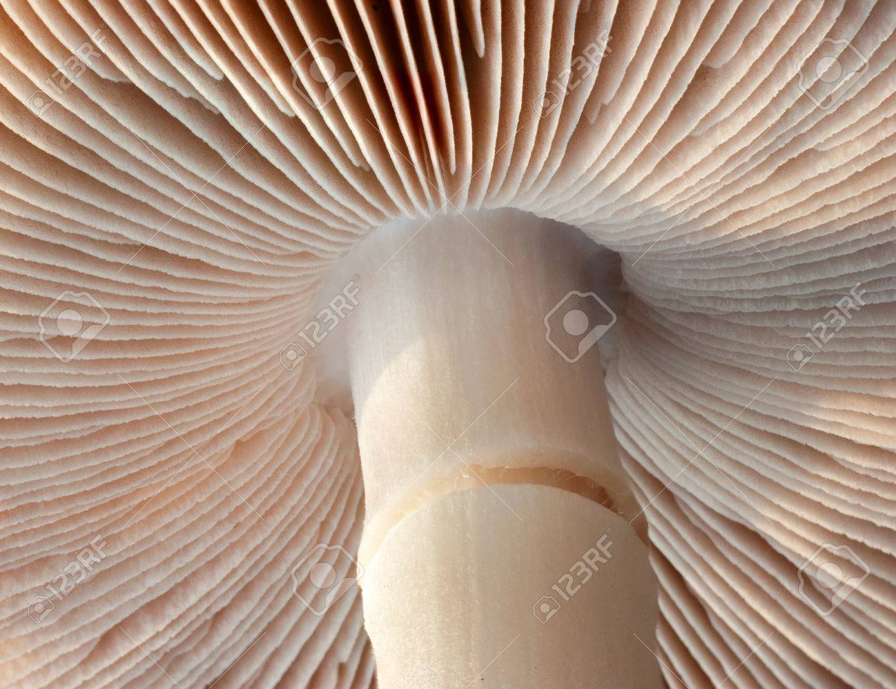 最旬期を迎えた、“めずらし天然きのこ”を「裏の山の木の子」で。極期間限定で自然に任せて採れる恵みをお楽しみください株式会社エー・ピーホールディングスのプレスリリース