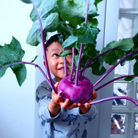 珍しい 赤紫ゴールラビ 30粒 - 野菜種とハーブの種