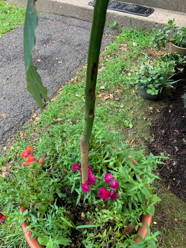 アボカド：果肉に黒い筋状のものがあるコープ北陸事業連合