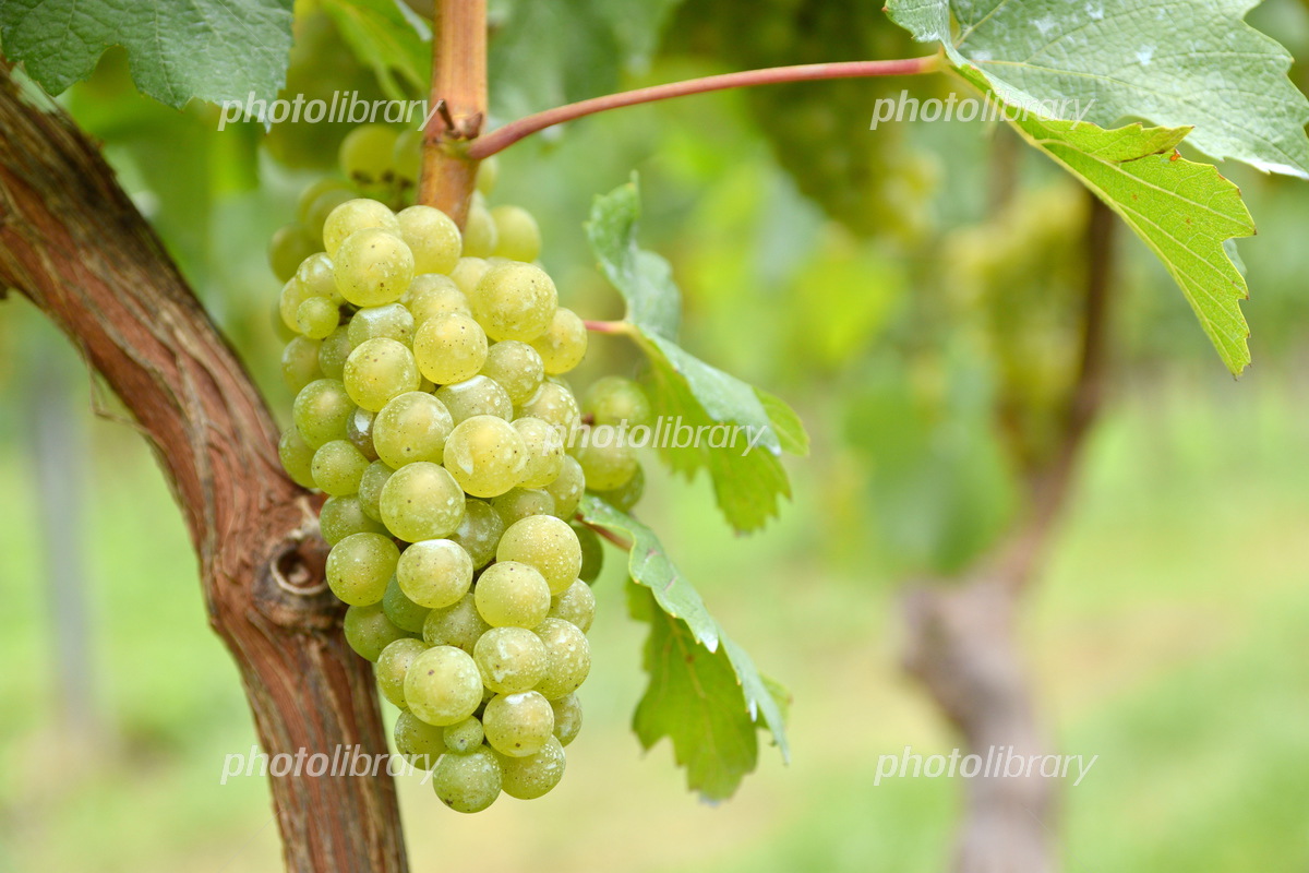 奥出雲葡萄園 シャルドネ 白ワイン ・ぶどうジュースセット ワイン お酒 国産 セット 熟成ワイン 熟成 酒 ギフト 白 白ワイン ジュース ぶどうジュースグレープジュース 辛口 果実酒 島根県雲南市 有限会社奥出雲葡萄園AICS029- 島根県雲南市ふるさとチョイス