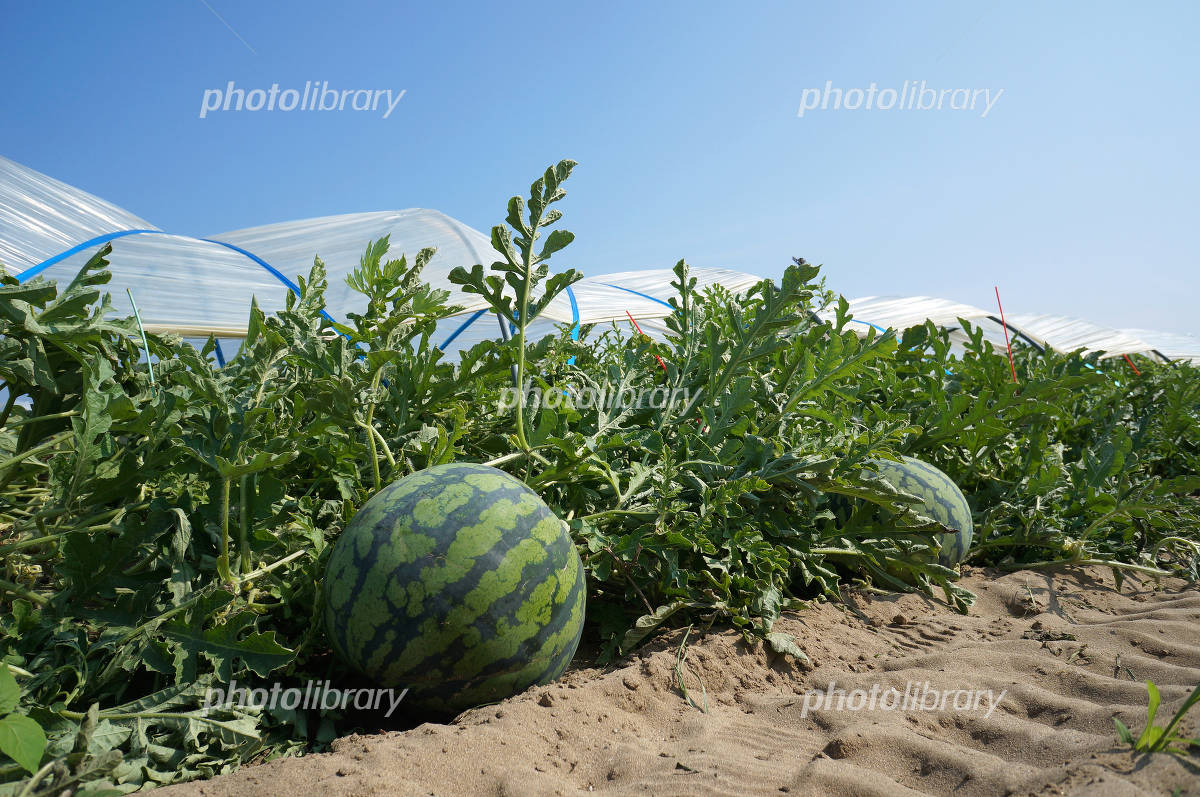 スイカ畑の写真素材24350637 毎月1点無料 フリー のストックフォト イメージマート