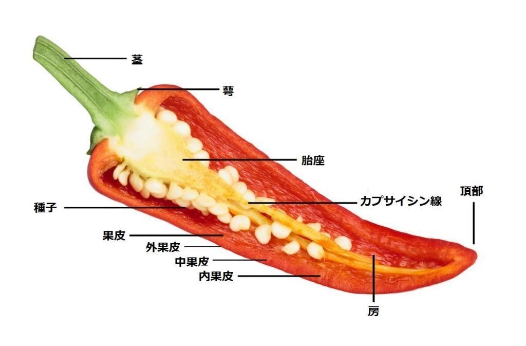 メキシコレストラン TORTACOS - 辛いだけじゃない！“出汁の文化”を味わえるスーパーメキシコ料理 熊本 慶徳校前 TORTACOSレポハピ