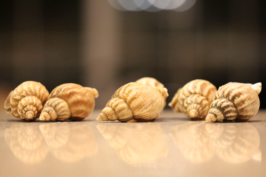 国華園オンラインショップつぶ貝 1kg ボイルむきつぶ貝 刺身用 英国産 貝 生食 送料無料 冷凍便