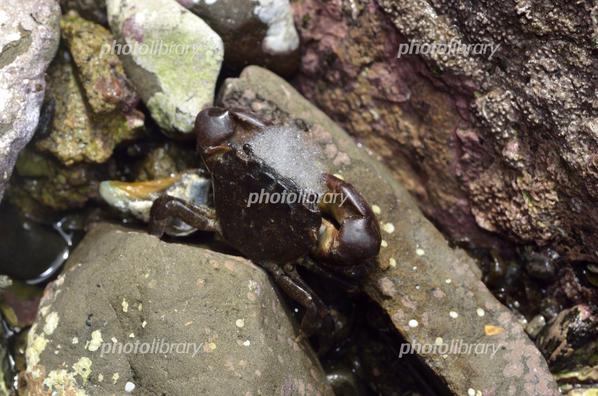 カニが泡を吹くわけ カニの呼吸方法 l きくいち日記