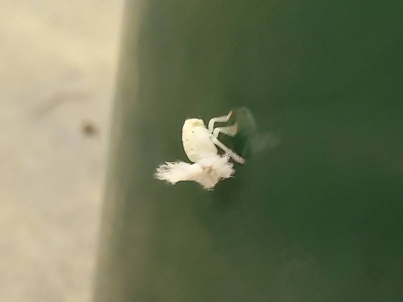 長野県産カイコ入りポップコーン「飛んで火に炒る夏の虫」47CLUB – 名産・特産品・ご当地グルメのお取り寄せ・通販・贈答は47CLUB