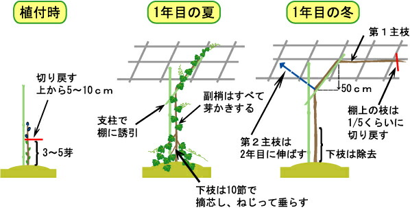 🍇ブドウ 鉢植え１年目構想 園芸日記bymtakaみんなの趣味の園芸1151841