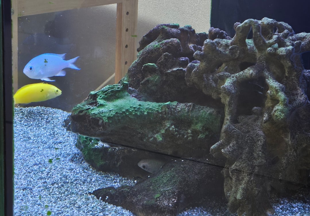 海水の作り方:自宅で簡単に海水魚を飼う方法珍ペット図鑑