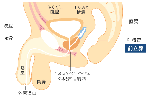 アナニーにディルドを使って最高に気持ちいいメスイキをする方法 | メスイキしようぜ