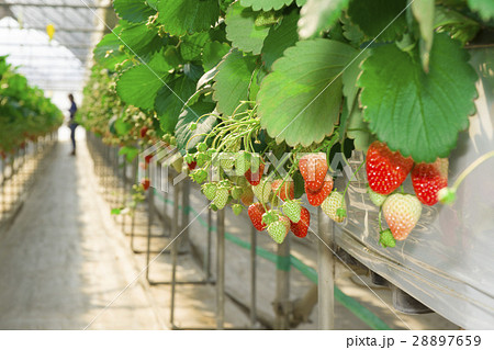四季成りいちごのビニールハウス美味しいいちごが、出来るようにと、、１００均商材 ９００円 ➕家にあった物で作ってみました。製作１時間半‼️😤出来上がりは脳内イメージ的には、完璧の筈が、、３０点‼️😭👉みんなとカゴメでつくるコミュニティ ＆KAGOME アンド