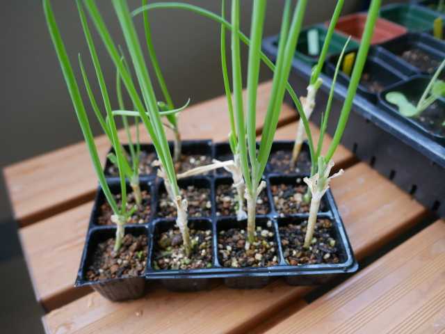 20日ネギの水耕栽培、収穫までいけて大成功！おうちで水耕栽培