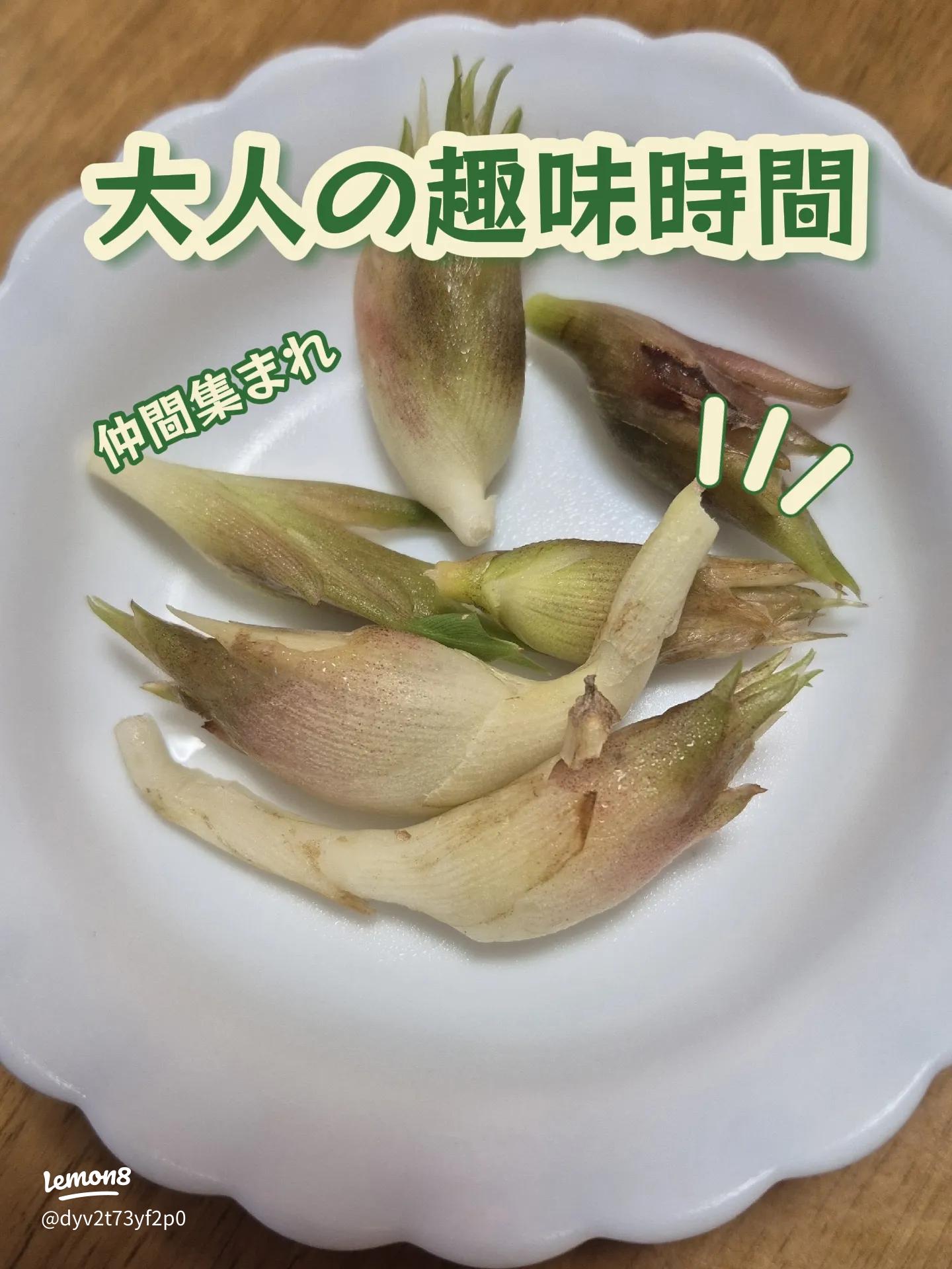 みょうがたけ 茗荷竹 ミョウガタケ みょうが ミョウガ 茗荷 品種の特徴 食べ方 選び方