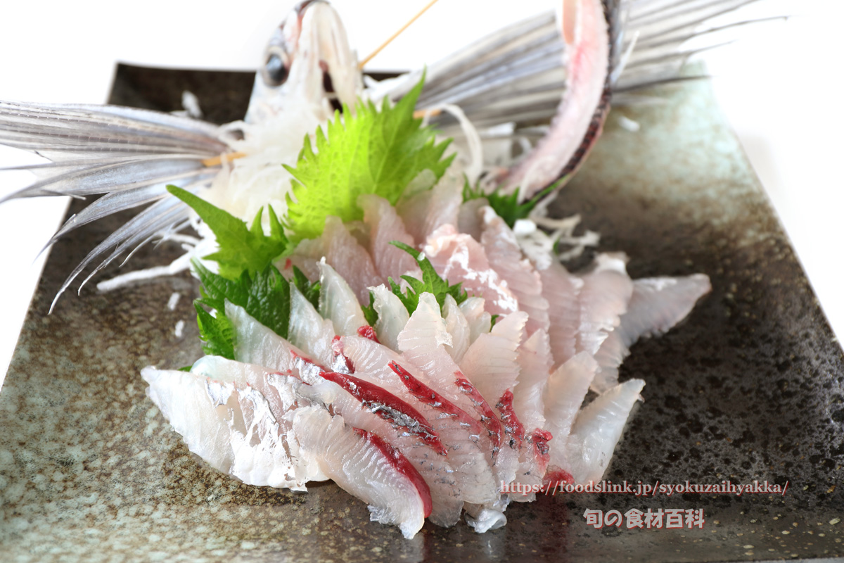 淡白でふわふわ！トビウオの塩焼き