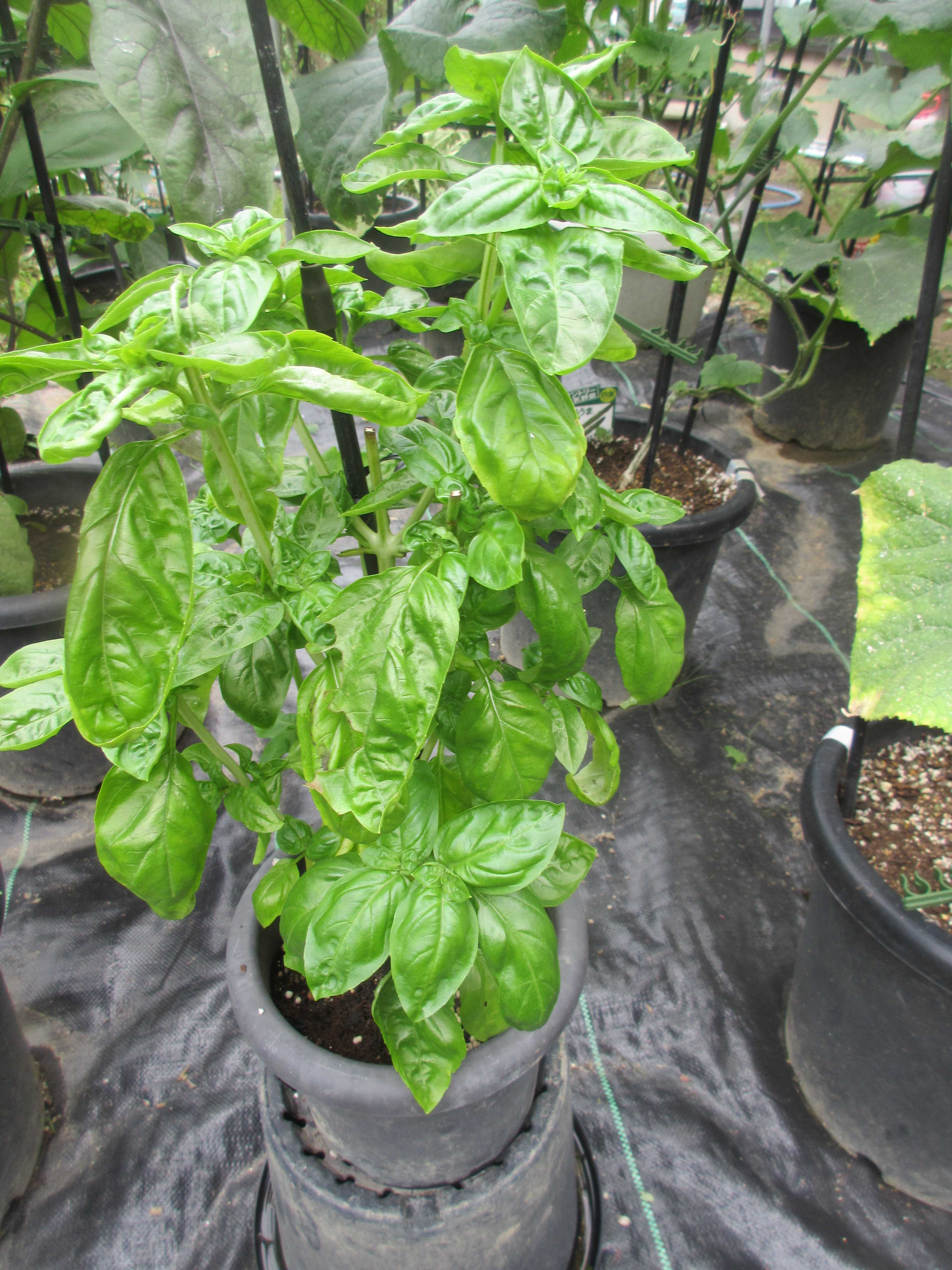 バジルを挿し木で増やそう。土挿しや水挿しの方法、成功させるコツもHanaSaku