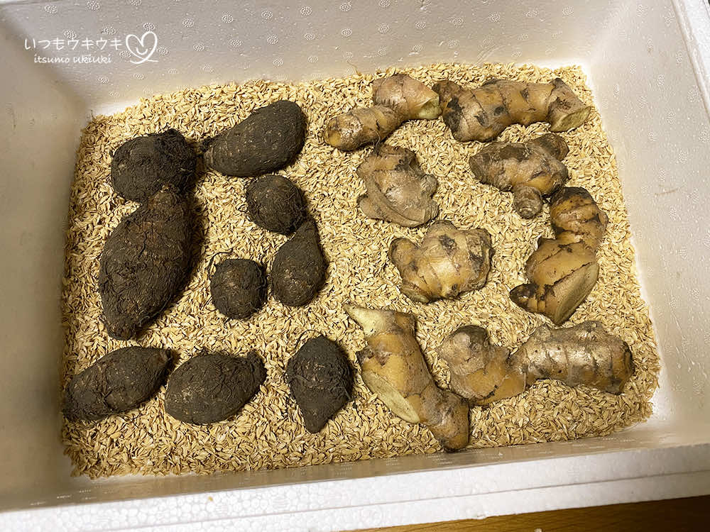 里芋の栽培・育て方 時期は？芽出しは？肥料は？