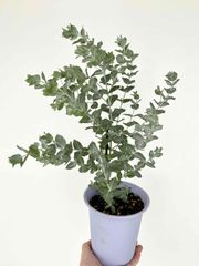 BR>ロシアンオリーブ 細葉グミ樹高：1.7m内外 2025.9月撮影 ロシアンオリーブ 柳葉グミ マルチな樹木ロシアンオリーブ根に根粒菌が共生するためやせ地や海岸沿いでも旺盛に成長します 個性的な樹形に仕立て易く剪定しながら育てる木と思っています 何と言っても