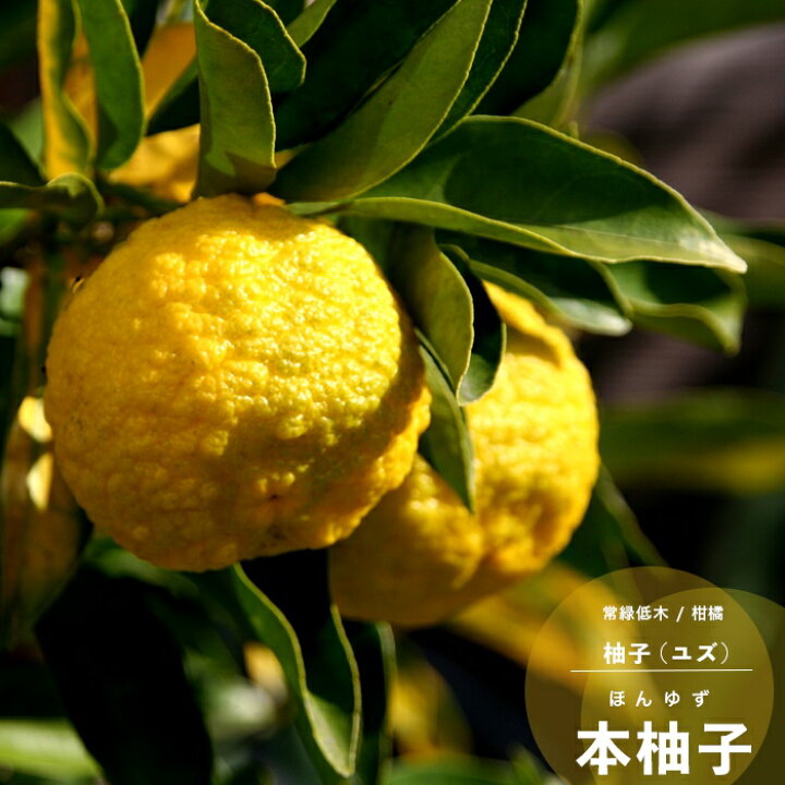 大きな柚子日々興味津々