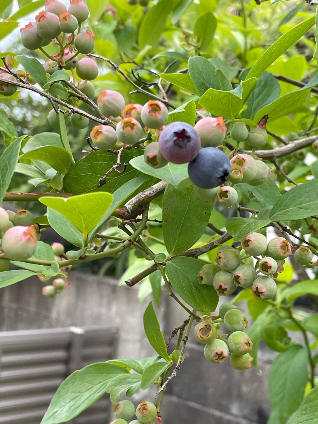 お孫さんにも大好評！もも味のピンクのおしるこ | AKANEMARU NEWS