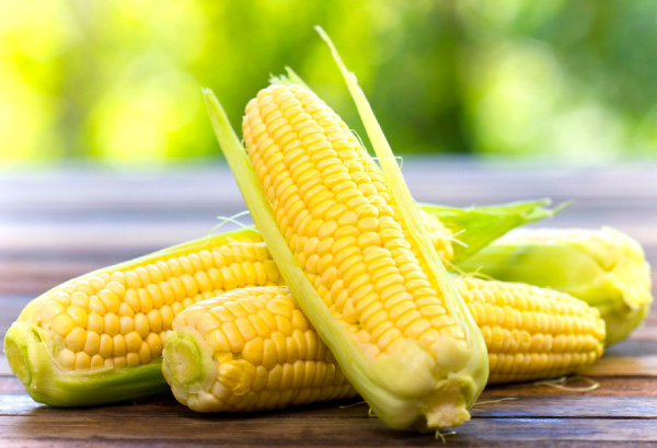 とうもろこしの写真素材写真素材なら「写真AC」無料 フリー ダウンロードOK