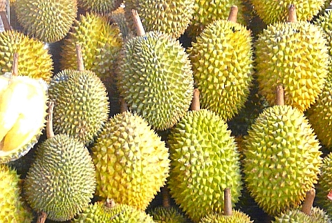 ドリアンの果実は臭い。全体と果物の一部。トレンディな漫画のスタイルのビーガン フード ベクトル アイコンPremiumベクトル素材