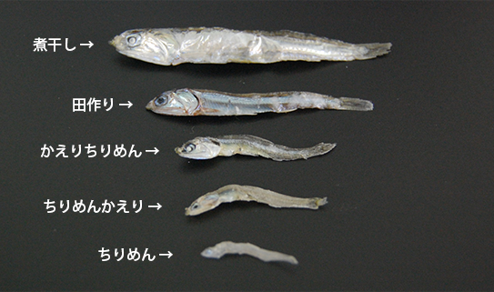 漁師さん自慢のちりめんじゃこ 毎日の食卓においしいカルシウムを！！ - 愛媛県西予市ふるさとチョイス - ふるさと納税サイト