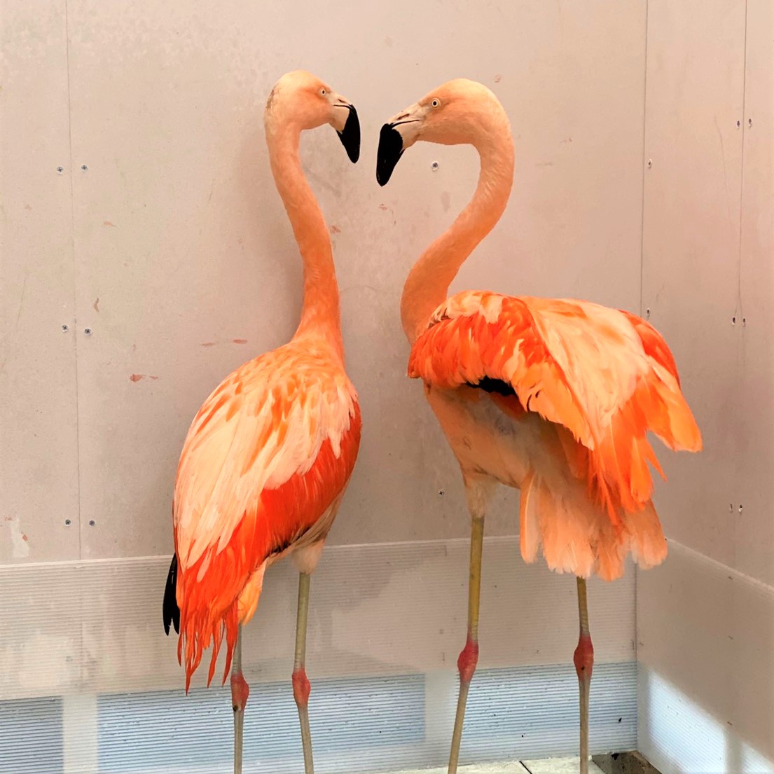 美しいピンクのフラミンゴが食べているもの - DICヘルスケア事業