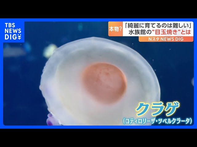 ラーメンチョンマゲの玉子焼きめし：妖精が作る絶品レシピ紹介