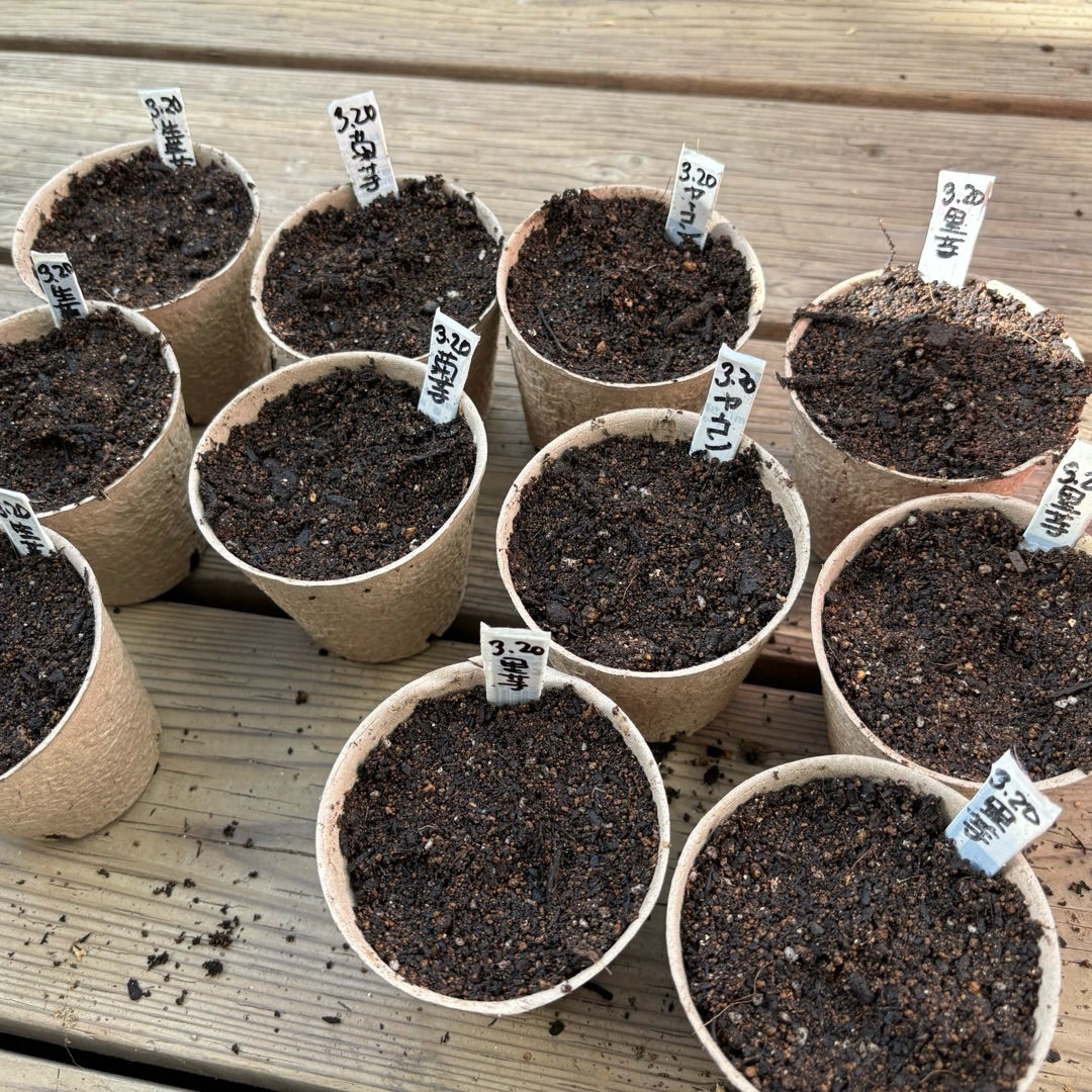 サトイモは春に腐葉土の中で芽出しさせると収量アップ！ 竹内孝功さんに教わる自然菜園のスゴ技 第23回 趣味・生活田舎暮らしの本 Web 宝島社公式