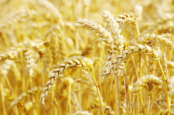 皇庭美域订大麦花篮,大麦开业花篮多少钱一对,麦穗开业花篮价格-福州鲜花店