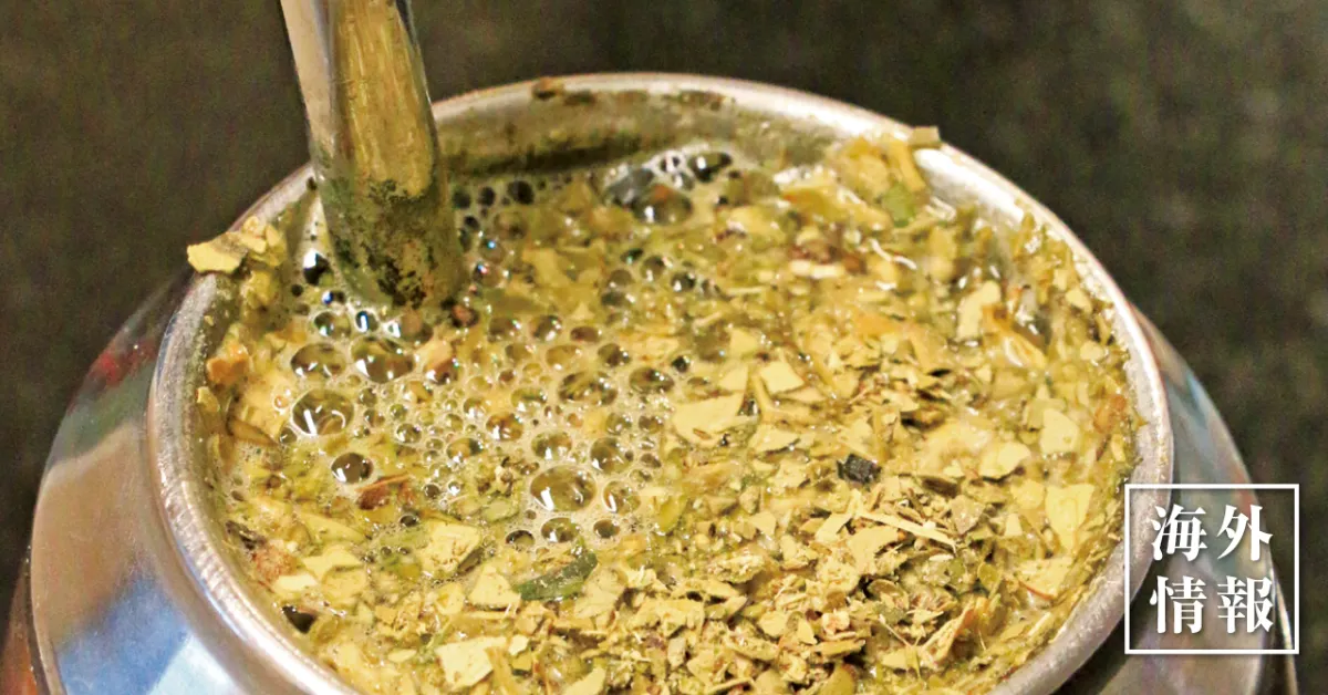 庭木・植木 マテ茶の木 イェルバマテ6寸・約W100×H130cm ライフエコ