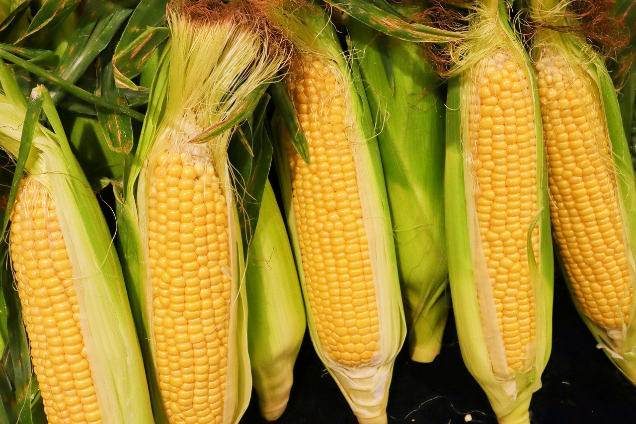 新しい播種機でとうもろこしの種まきBunkou Farms島原